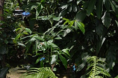 0672 Butterfly Sanctuary Kuranda